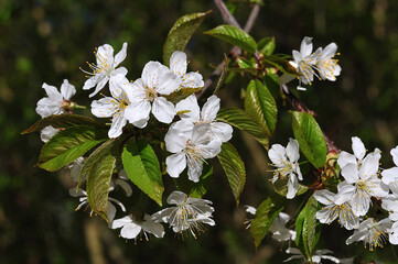 a twig of a wild cherry tree with blossoms