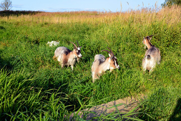 Fototapeta premium Goat family. Goats walk along the river and nibble on fresh grass. Horned animals for a walk in an overgrown field.