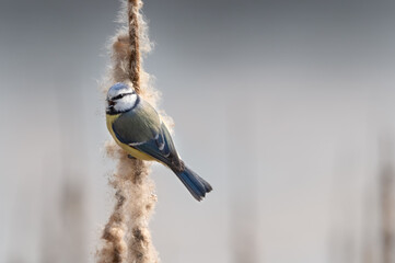 Blue tit sitting and singing on a rush branch with a nice blurry background. Cyanistes caeruleus...