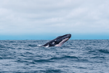 Naklejka premium Humpback whale breaching. Humpback whale pokes its head out of the water, Isla de la Plata (Plata Island), Ecuador