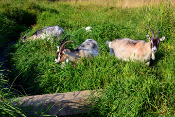 Goats in the pasture. Young goats walk near a river in an open field and nibble fresh grass. Horned animals for a walk in the forest.
