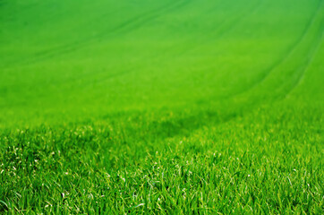 Green grass field background