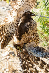 Halcón Selvático de Collar