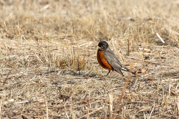 The American robin (Turdus migratorius) in spring in search of food . The American robin is the most abundant bird in North America