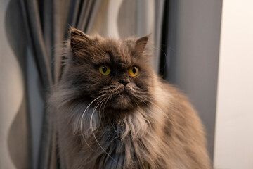 Gato persa gris con ojos verdes y amarillos. Pelaje abundante.