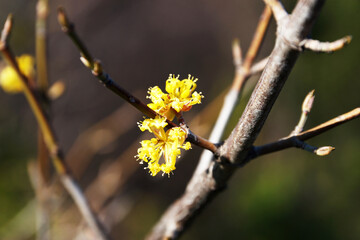 branch of blossoming yellow forsythia close-up