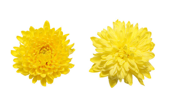白バックの黄色い菊の花首