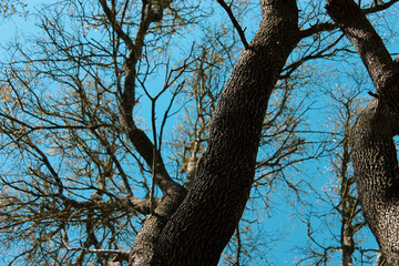 tree and sky