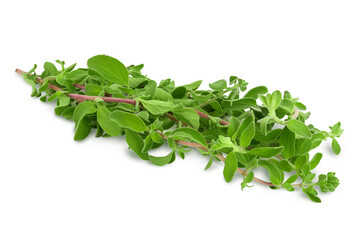 Oregano or marjoram leaves isolated on white background with clipping path and full depth of field