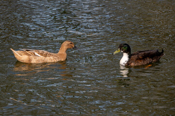 Male and female hybrid mallard ducks