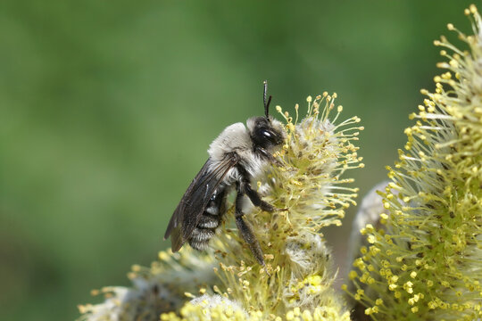 Closeup shot of a tawny Andrena vaga bee sitting on a plant