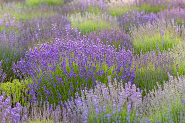Fototapeta premium Lavender field in Provence