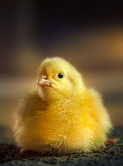 Baby chicken