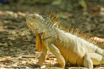 IGUANA
