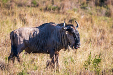 Single wildebeest or brindled gnu, South Africa.