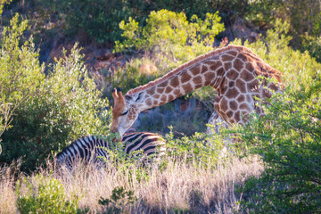 Fototapeta na wymiar South African giraffe with zebra in the background.