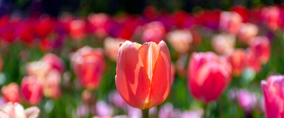 A field of tulips with banner crop and space for text.
