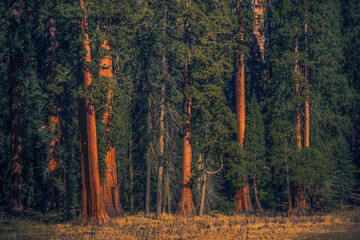 Giant Sequoias Forest Natural Wonder