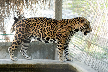 jaguar