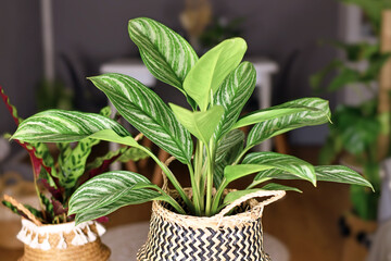 Tropical 'Aglaonema Stripes' houseplant with long leaves with silver stripe pattern in basket...