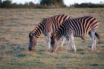 Fototapeta na wymiar Grazing cape mountain zebras.