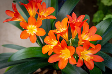Fototapeta premium The vibrant orange flowers on a Clivia miniata, grown in a glasshouse in New Zealand