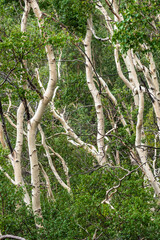 White birch trees on the dark lava soil of Mount Etna volcano, Italy