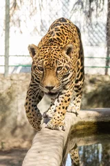 Foto op Plexiglas jaguar © alfredo914