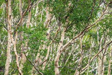 White birch trees on the dark lava soil of Mount Etna volcano, Italy