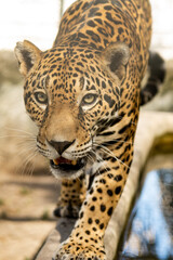 jaguar