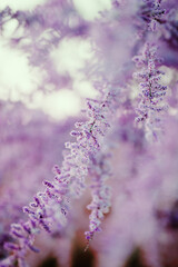 water drops on purple flower