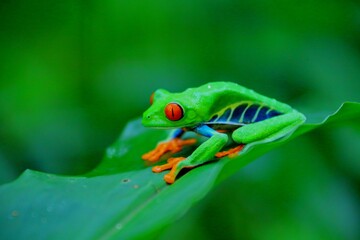 Faune tropicale du Costa Rica