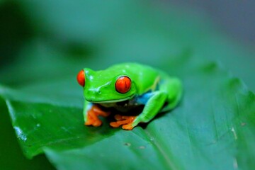 Faune tropicale du Costa Rica