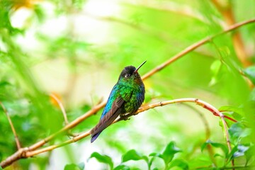 Oiseaux tropicaux du Costa Rica