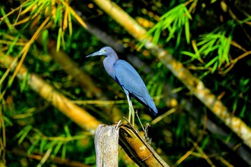 Oiseaux tropicaux du Costa Rica