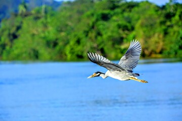 Oiseaux tropicaux du Costa Rica
