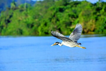 Oiseaux tropicaux du Costa Rica