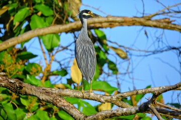 Oiseaux tropicaux du Costa Rica