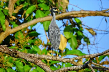 Oiseaux tropicaux du Costa Rica