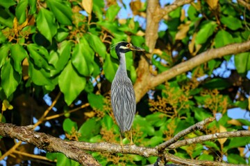 Oiseaux tropicaux du Costa Rica