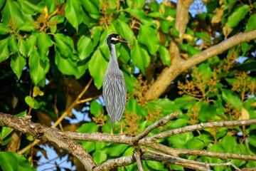 Oiseaux tropicaux du Costa Rica