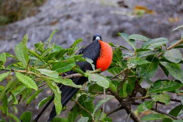 Oiseaux tropicaux du Costa Rica