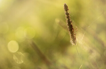 Meadow at the sunrise with bokeh