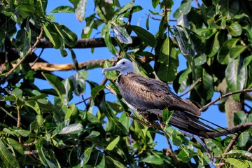 Oiseaux tropicaux du Costa Rica