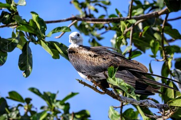Oiseaux tropicaux du Costa Rica