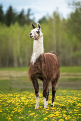 Llama standing on the field with dandelions © Rita Kochmarjova