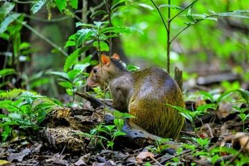 Faune tropicale du Costa Rica