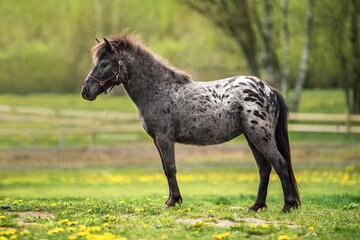 Appaloosa breed pony standing on the field with flowers