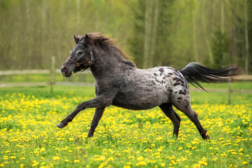 Obraz na płótnie Canvas Appaloosa breed pony running gallop on the field with flowers