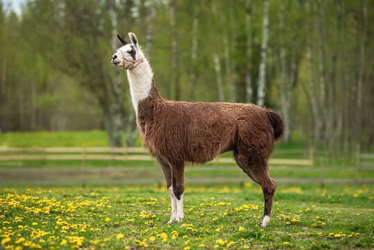 Llama standing on the field with dandelions